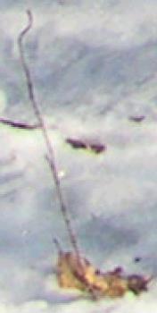 Nikon Coolpix 3500: Krasavec k pohledání!