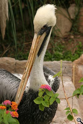 Tipy a Triky nejen pro začátečníky, díl 9. - Fotografujeme v ZOO
