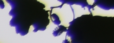 Tamron 16-300mm f/3.5-6.3 Di II VC PZD Macro