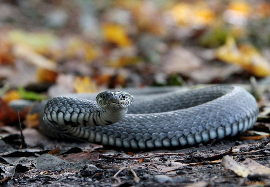 Fotíme s Koalou: Zvířátka