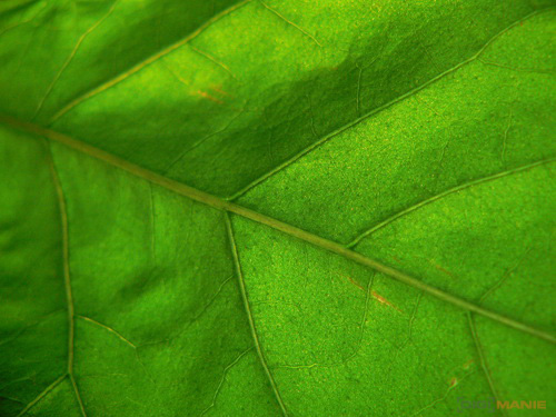 Raynox DCR-150: kvalitní makro levně