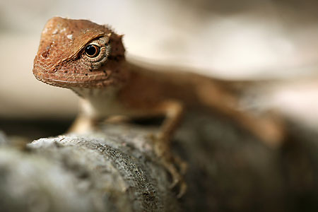 S fotoaparátem po Thajsku: II.