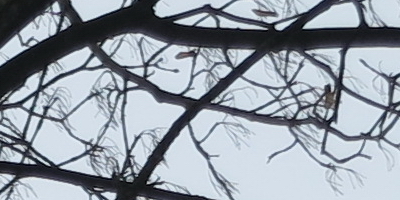 Canon PowerShot G1 X: vnitřní revoluce