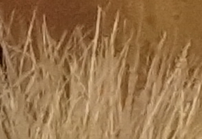 Sony NEX-7: správná (r)evoluce