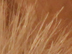 Canon EOS 600D: pokračování rodové linie