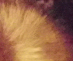 BenQ DC T1260: přítel citlivé peněženky