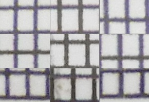 Nikon Coolpix B700: přírodovědec