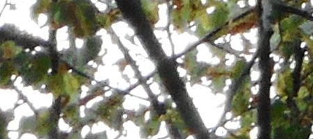 Nikon Coolpix A300: makrodrobek