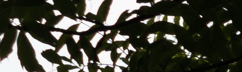 Panasonic Lumix S Pro 70-200mm F4 O.I.S.