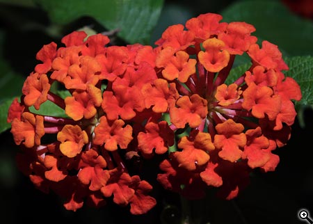 Úpravy fotografií v PC, 8.díl - barvy podruhé