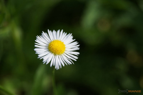 Sony SAL-1855 (DT 18-55mm F3,5-5,6 SAM)