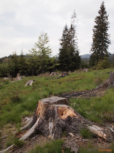 Olympus M.Zuiko Digital 17mm F2,8 Pancake