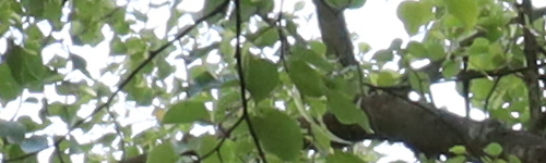 Canon EF 35mm f/2 IS USM