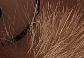 Fujifilm X-S1: jedinečný