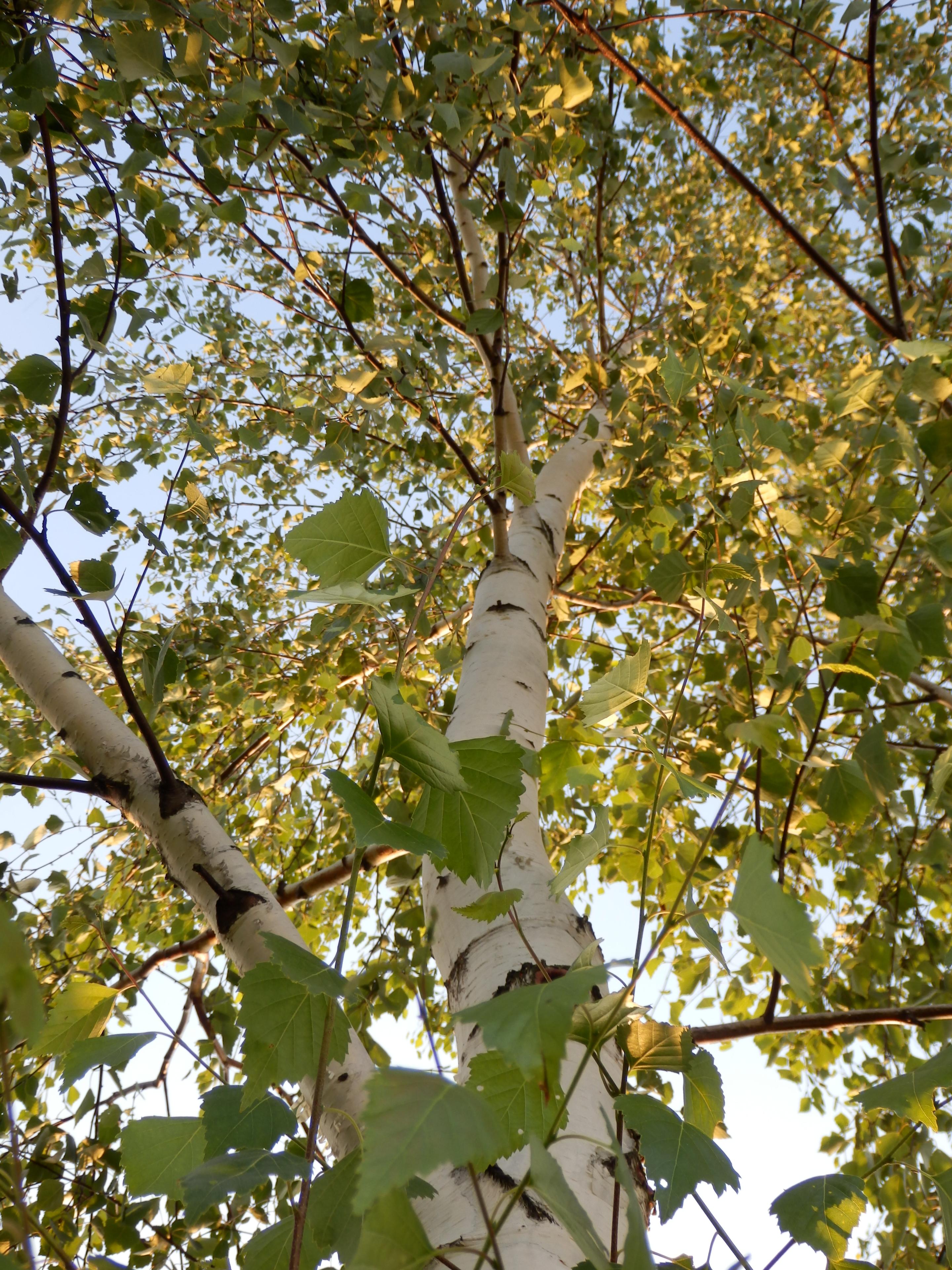 Olympus SZ-31MR: makroborec