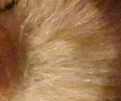 Canon PowerShot SX1 IS vs. SX10 IS: souboj CMOS a CCD