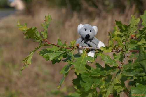 Fotíme s Koalou: Hloubka ostrosti