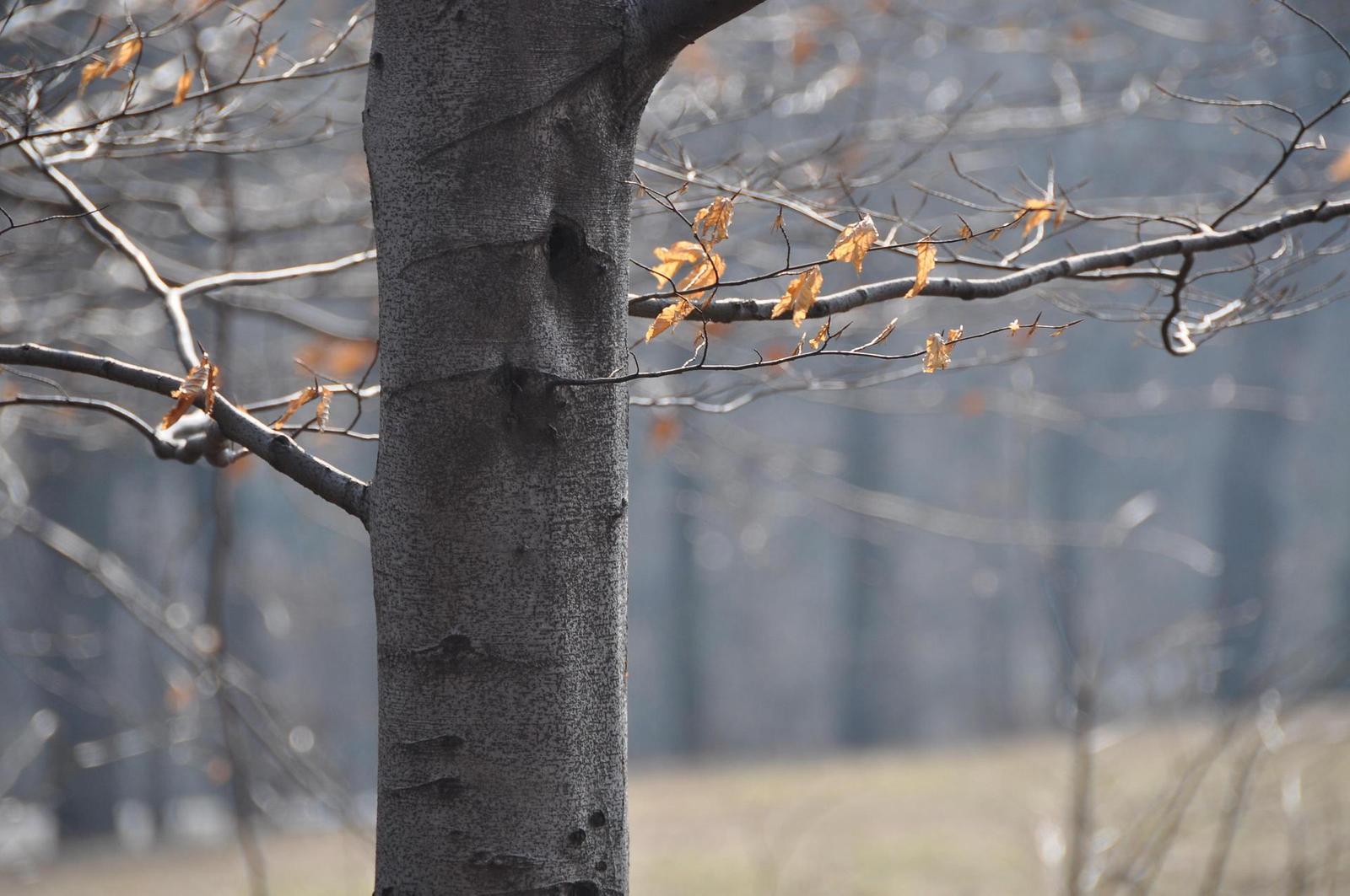 Dva objektivy nebo jeden ultrazoom?