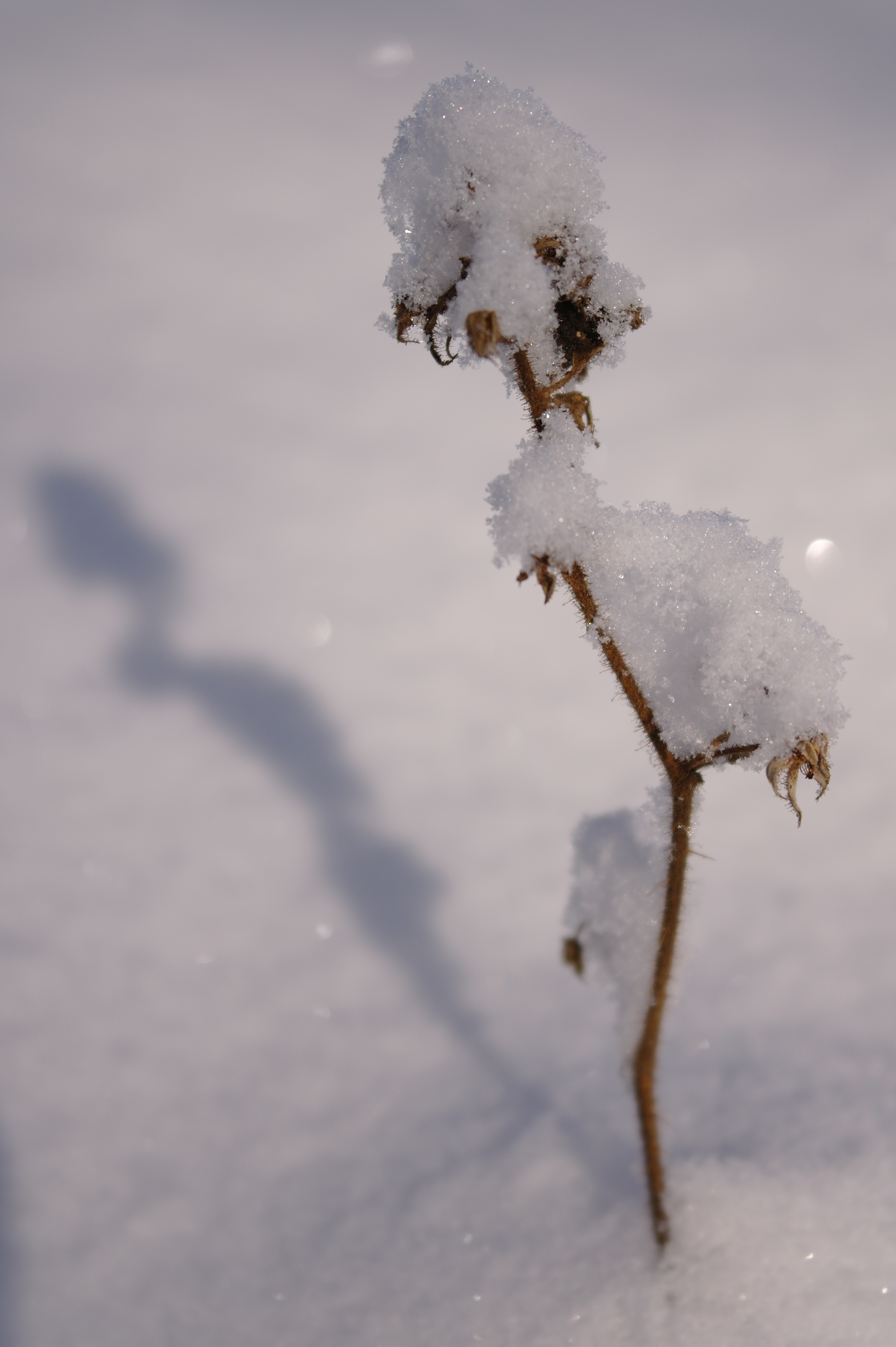 Samsung NX100: "zrcadlovka" do kapsy