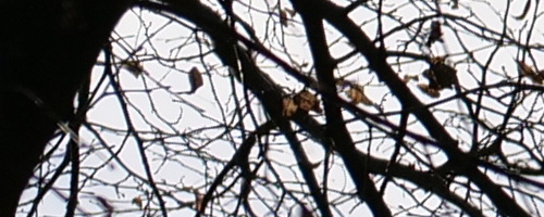 Panasonic Leica DG Vario-Summilux 25-50mm F1.7 ASPH.