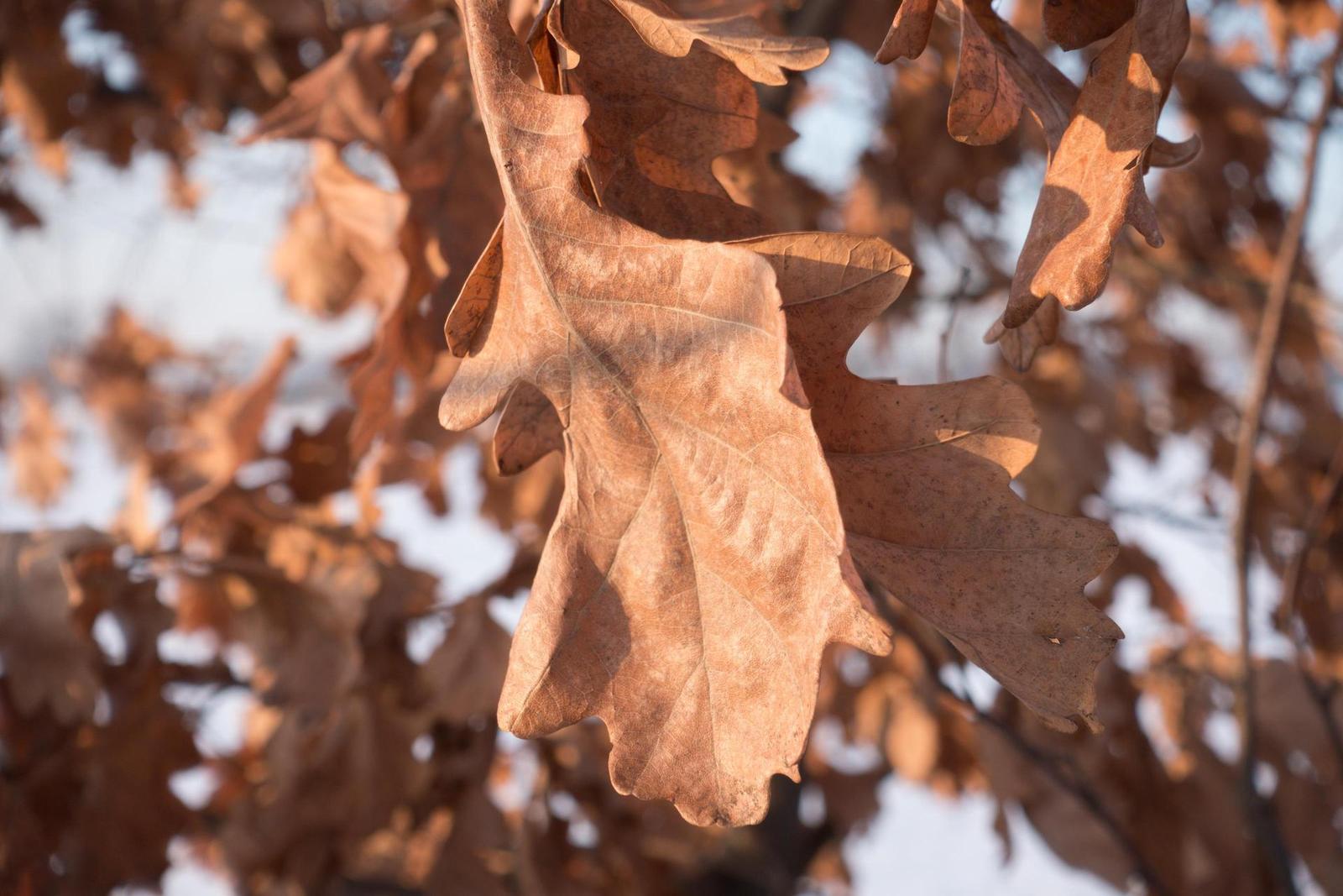 Souboj senzorů: jaký je rozdíl mezi 4/3" a 1,0" čipem?