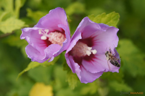 Sony Alpha SLT-A35: úspěšně proti zrcadlovkám