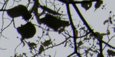 Canon EF-S 18-55mm F3,5-5,6 IS STM