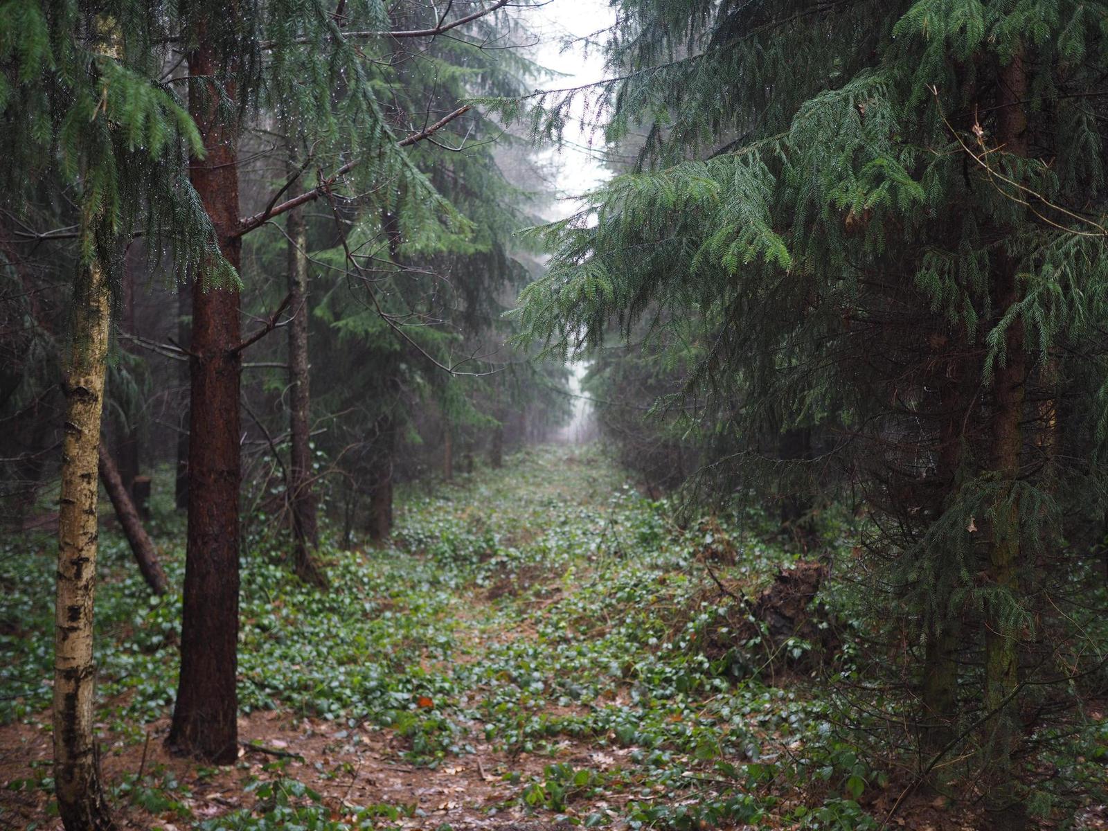 Olympus M.Zuiko Digital 25mm 1:1.8