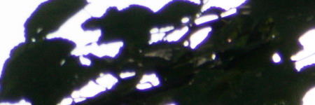 Nikon AF-S DX NIKKOR 55-200mm f/4-5.6G IF-ED VR