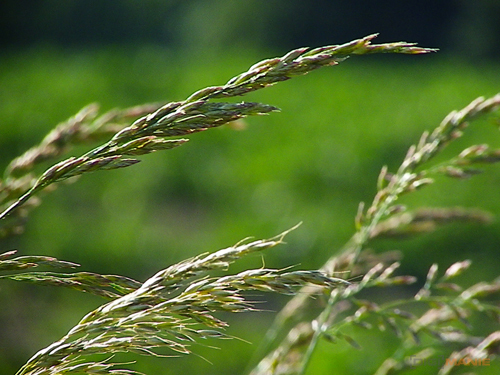 Pentax X70: neobyčejně univerzální kliďas