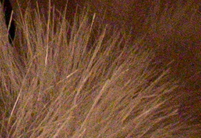 Canon EOS M: první pokus