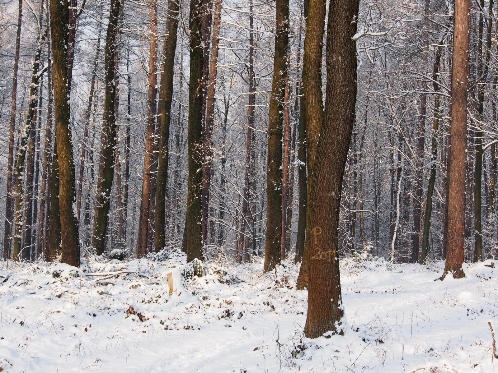 Olympus M.Zuiko Digital ED 12-50mm 1:3,5-6,3 EZ