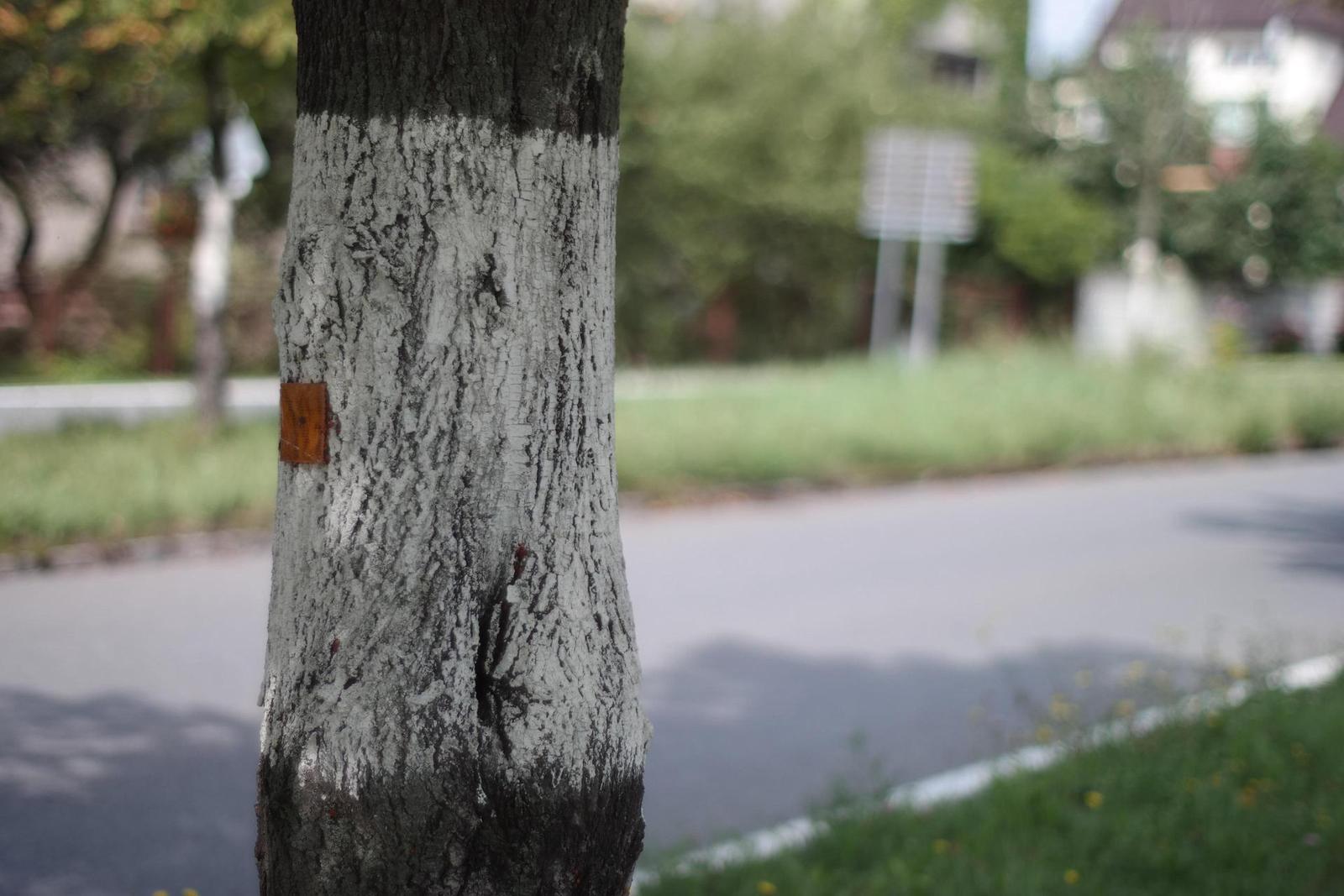 Olympus OM G.Zuiko 50mm f/1.4 "silver-nose"