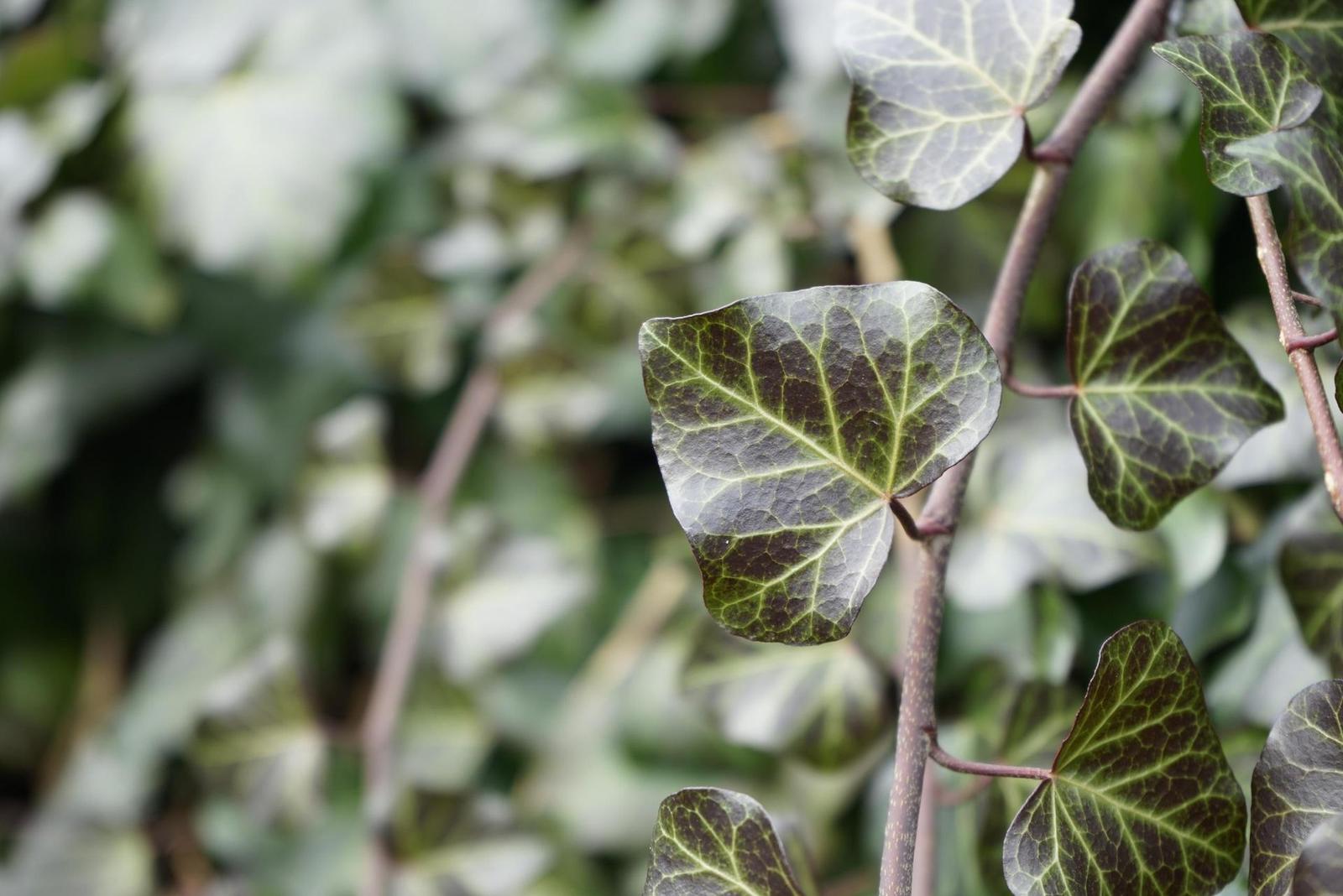 Sony FE 28-70mm F3.5-5.6 OSS (SEL2870)