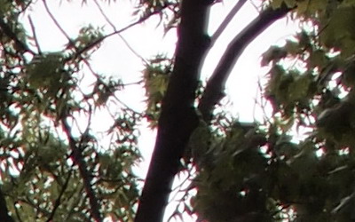 Olympus M.Zuiko Digital 17mm F2,8 Pancake