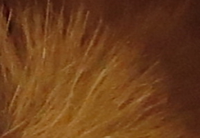 Canon PowerShot SX50 HS: překvapivá kombinace