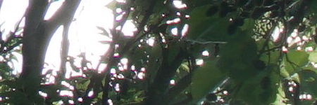 Sony E PZ 18-105mm F4 G OSS (SELP18105G)