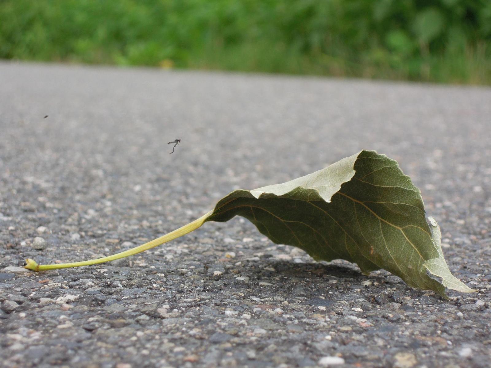 Nikon Coolpix P300: nenápadný šikula