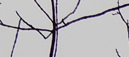 Nikon Coolpix A900: 4K do kapsy