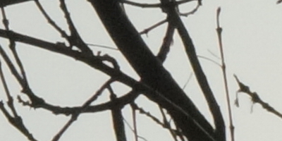 Sony SAL-70400G (70-400mm F4-5,6 SSM G)