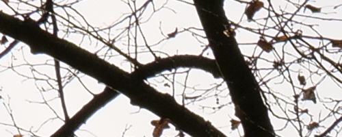 Panasonic Leica DG Vario-Summilux 25-50mm F1.7 ASPH.