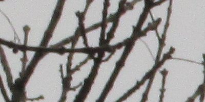 Canon PowerShot SX160 IS: více megapixelů i zoomu