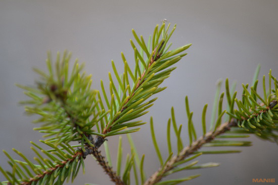 Nikon AF-S NIKKOR DX 55-300mm 1:4.5-5.6G ED VR