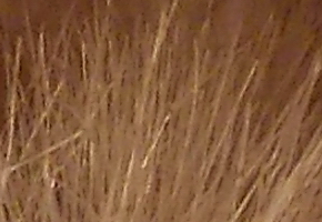 Nikon Coolpix L810: pro nenáročné