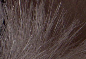 Nikon D600: vynikající vstup do světa full frame