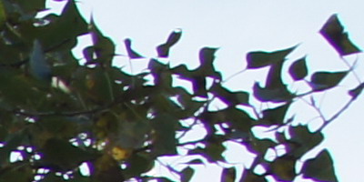 Sony SAL-1855 (DT 18-55mm F3,5-5,6 SAM)