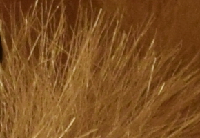 Nikon D5300: bezdrátový DSLR turista