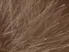 Fujifilm X100: splněný sen