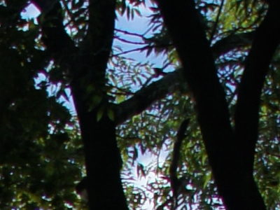 Sony SLT-A33: přesvědčivý revolucionář