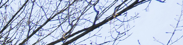 Panasonic Lumix S 18mm F1.8